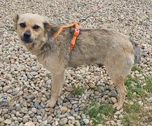 ILINKA, Hund, Mischlingshund in Burgdorf - Bild 6