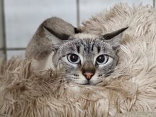 ANDORRA, Katze, Siamkatze in Großröhrsdorf - Bild 1