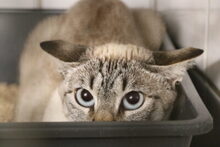 ANDORRA, Katze, Siamkatze in Großröhrsdorf - Bild 2