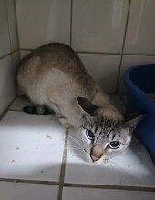 ANDORRA, Katze, Siamkatze in Großröhrsdorf - Bild 3