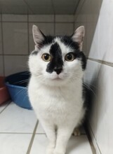 RELAXO, Katze, Hauskatze in Großröhrsdorf - Bild 1