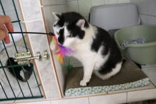 RELAXO, Katze, Hauskatze in Großröhrsdorf - Bild 4