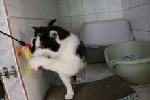 RELAXO, Katze, Hauskatze in Großröhrsdorf - Bild 5