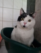 MANFRED, Katze, Hauskatze in Großröhrsdorf - Bild 1
