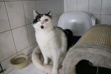 MANFRED, Katze, Hauskatze in Großröhrsdorf - Bild 2