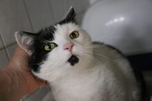MANFRED, Katze, Hauskatze in Großröhrsdorf - Bild 3