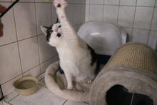 MANFRED, Katze, Hauskatze in Großröhrsdorf - Bild 4