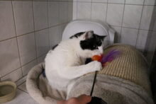 MANFRED, Katze, Hauskatze in Großröhrsdorf - Bild 5