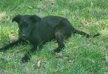 EDDY, Hund, Mischlingshund in Rumänien - Bild 1