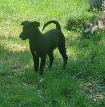 EDDY, Hund, Mischlingshund in Rumänien - Bild 2