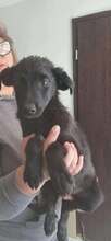 EDDY, Hund, Mischlingshund in Rumänien - Bild 3