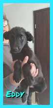 EDDY, Hund, Mischlingshund in Rumänien - Bild 6