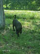 EDDY, Hund, Mischlingshund in Rumänien - Bild 7
