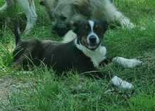 MAXIM, Hund, Mischlingshund in Rumänien - Bild 1