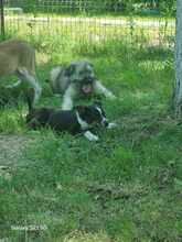 MAXIM, Hund, Mischlingshund in Rumänien - Bild 2
