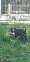 MAXIM, Hund, Mischlingshund in Rumänien - Bild 4