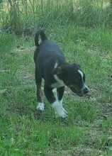 MAXIM, Hund, Mischlingshund in Rumänien - Bild 7