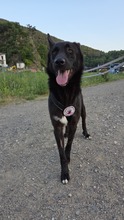 SEBASTIAN, Hund, Mischlingshund in Altenahr - Bild 3