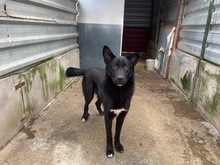 SEBASTIAN, Hund, Mischlingshund in Altenahr - Bild 4