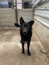 SEBASTIAN, Hund, Mischlingshund in Altenahr - Bild 5