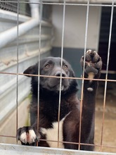 SEBASTIAN, Hund, Mischlingshund in Altenahr - Bild 6