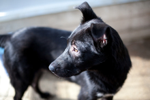 SEBASTIAN, Hund, Mischlingshund in Altenahr - Bild 7