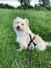 FELIX, Hund, Mischlingshund in Rumänien - Bild 1