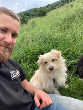 FELIX, Hund, Mischlingshund in Rumänien - Bild 2