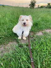 FELIX, Hund, Mischlingshund in Rumänien - Bild 3