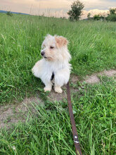FELIX, Hund, Mischlingshund in Rumänien - Bild 4