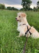 FELIX, Hund, Mischlingshund in Rumänien - Bild 5