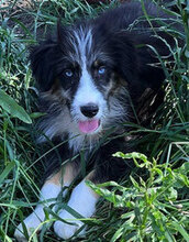 LUKE, Hund, Mischlingshund in Rumänien - Bild 1