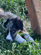 LUKE, Hund, Mischlingshund in Rumänien - Bild 3