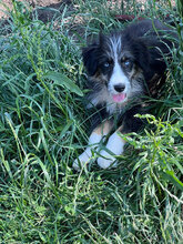 LUKE, Hund, Mischlingshund in Rumänien - Bild 4