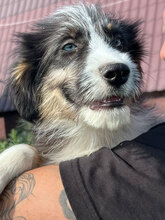 LUKE, Hund, Mischlingshund in Rumänien - Bild 5