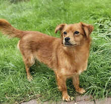FAY, Hund, Mischlingshund in Blankenfelde-Mahlow - Bild 1