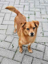 FAY, Hund, Mischlingshund in Blankenfelde-Mahlow - Bild 2
