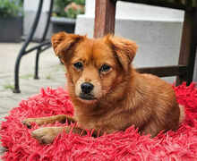 FAY, Hund, Mischlingshund in Blankenfelde-Mahlow - Bild 3
