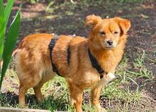 FAY, Hund, Mischlingshund in Blankenfelde-Mahlow - Bild 4
