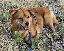 FAY, Hund, Mischlingshund in Blankenfelde-Mahlow - Bild 5