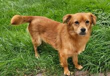 FAY, Hund, Mischlingshund in Blankenfelde-Mahlow - Bild 6