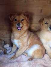 FAY, Hund, Mischlingshund in Blankenfelde-Mahlow - Bild 7