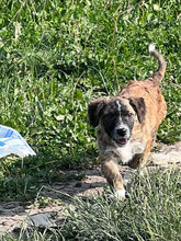 CHEWIE, Hund, Mischlingshund in Rumänien - Bild 1