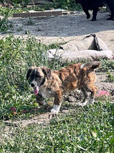 CHEWIE, Hund, Mischlingshund in Rumänien - Bild 2