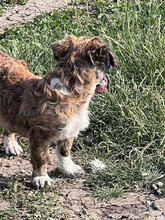 CHEWIE, Hund, Mischlingshund in Rumänien - Bild 5