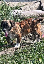 CHEWIE, Hund, Mischlingshund in Rumänien - Bild 6