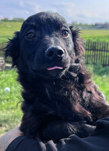 SOLO, Hund, Mischlingshund in Rumänien - Bild 1
