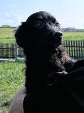 SOLO, Hund, Mischlingshund in Rumänien - Bild 3