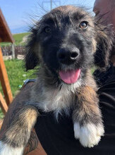 LEIA, Hund, Mischlingshund in Rumänien - Bild 1