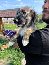 LEIA, Hund, Mischlingshund in Rumänien - Bild 2